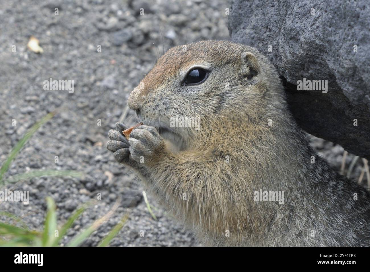 Cute spermophile arctique mangeant cracker qui tiennent de la nourriture dans les pattes. Curieux animal sauvage du nord de l'espèce de rongeurs de taille moyenne de la famille Écureuil. Kam Banque D'Images
