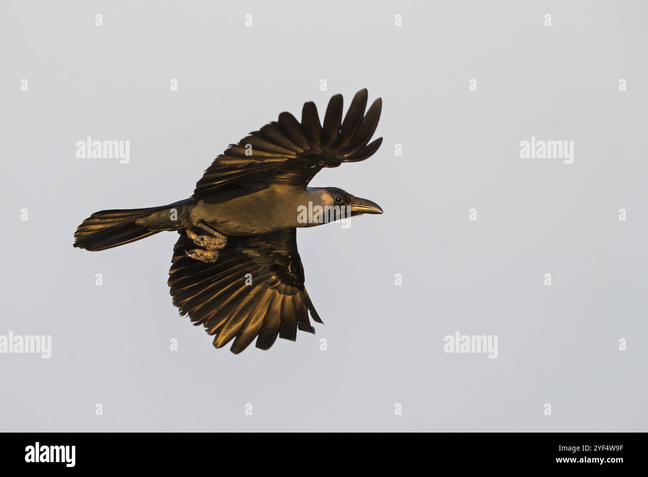 Corbeau brillant, (Corvus splendens), omnivore, genre corbeaux et corbeaux, corvidés, Raysut, Salalah, Dhofar, Oman, Asie Banque D'Images