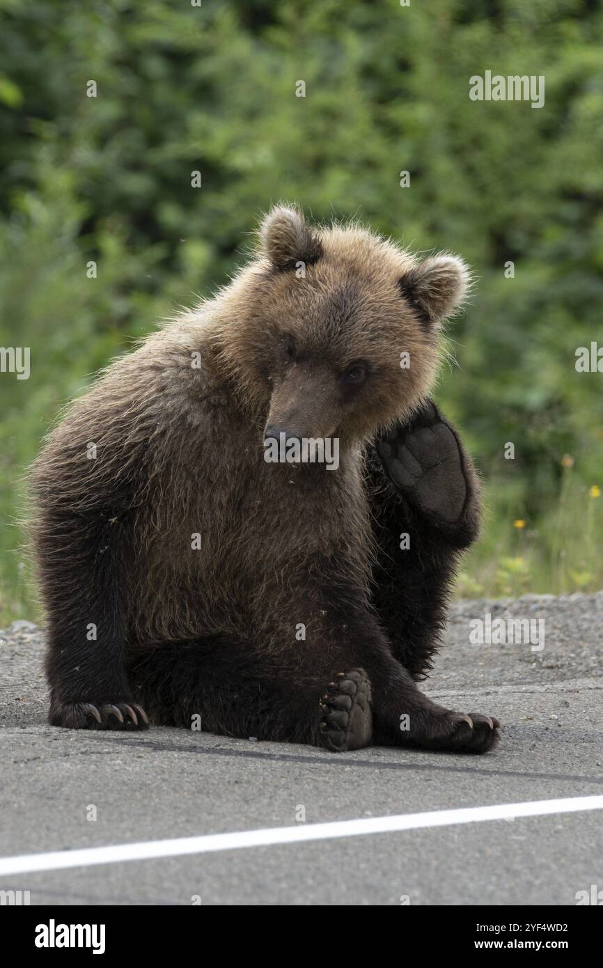 Jeune ours brun du Kamtchatka grattant sa patte arrière derrière l'oreille effrayant les moustiques, est assis sur le côté de la route asphaltée. Animal sauvage en mouvement. Eurasie, Ru Banque D'Images