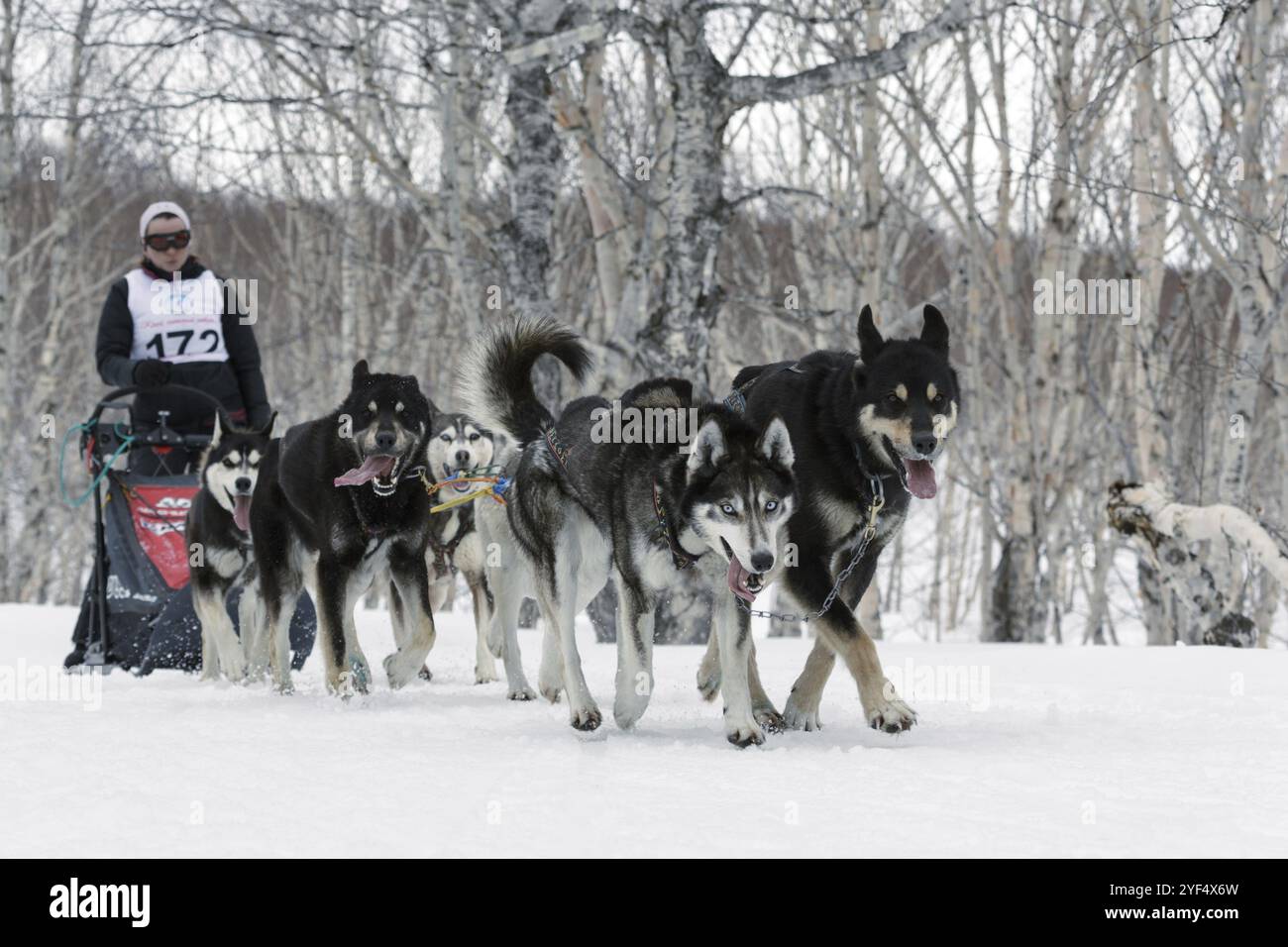 PETROPAVLOVSK-KAMTCHATSKY, KAMTCHATKA, RUSSIE, 13 avril 2014 : équipe de traîneau à chiens de course (Husky d'Alaska) musher Anastasia Semashkina. Kamchatka Regional COM Banque D'Images