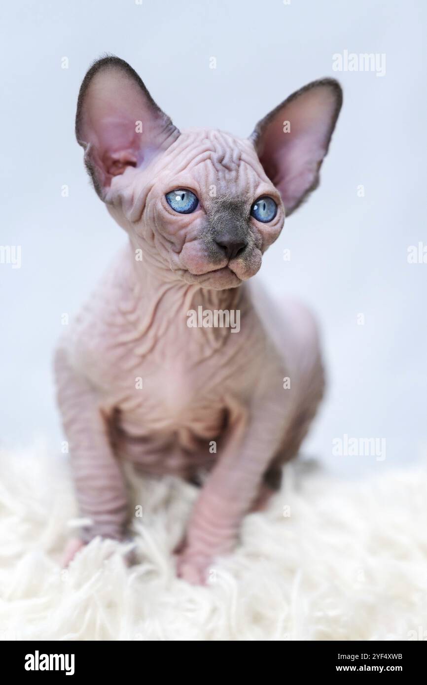 Canadien Sphynx chaton chaton sans poils vison bleu avec couleur blanche avec de grands yeux bleus assis sur fond de tapis blanc. Vue de face d'un joli chaton domestique Banque D'Images