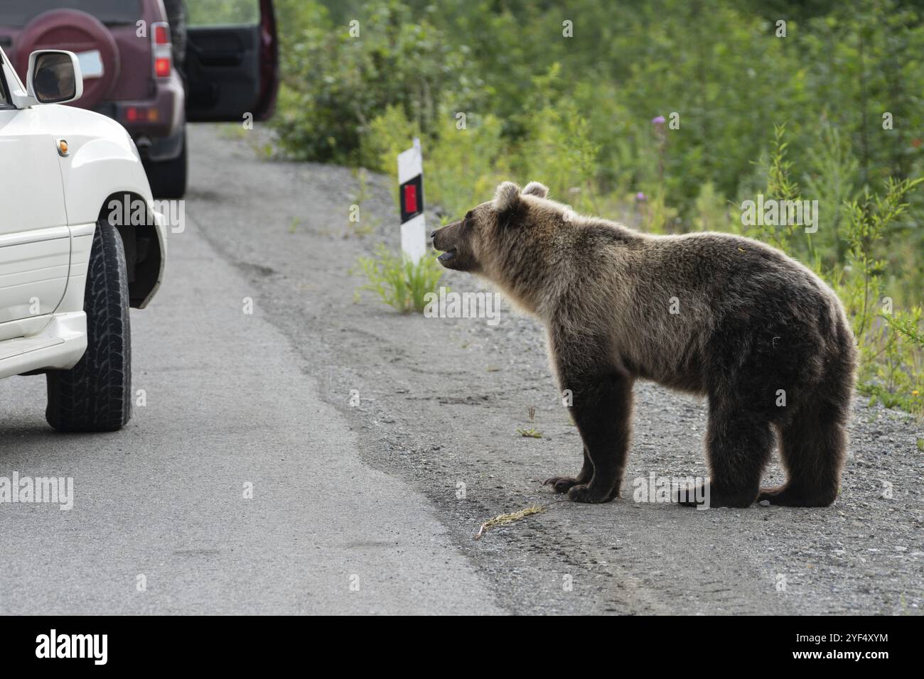 Sauvage jeune ours brun d'extrême-Orient terrible et affamé (ours brun du Kamchatka) marchant sur la route et mendie pour la nourriture humaine des gens dans les voitures sur l'autoroute Banque D'Images