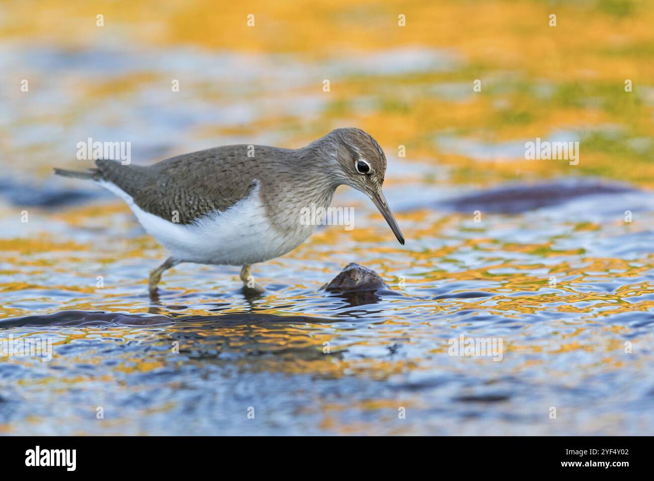 Piper de sable commun, piper de sable (Actitis hypoleuco), biotope, habitat, alimentation, Lesbos, Grèce, Europe Banque D'Images