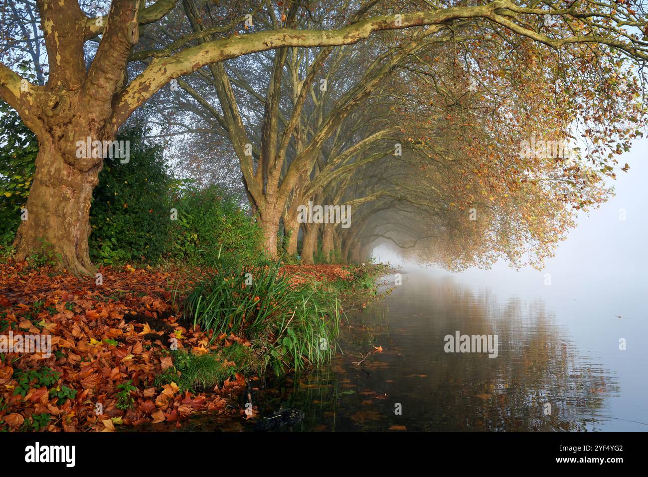Essen, Rhénanie du Nord-Westphalie, Allemagne - automne doré sur le lac Baldeney. Platanes dans la brume matinale sur la promenade du lac. Banque D'Images