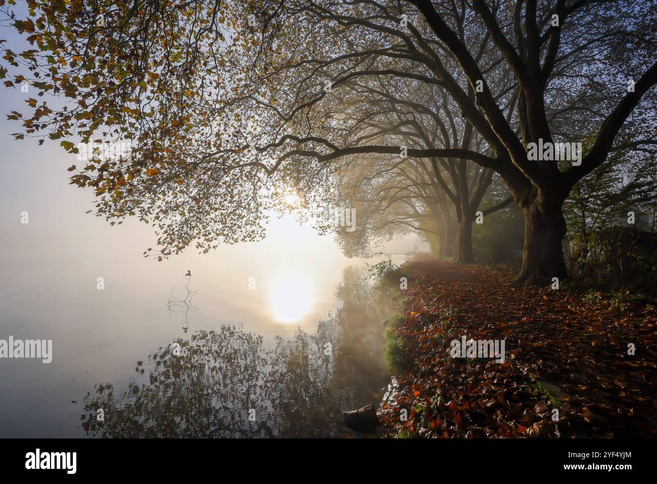 Essen, Rhénanie du Nord-Westphalie, Allemagne - automne doré sur le lac Baldeney. Platanes dans la brume matinale sur la promenade du lac. Banque D'Images