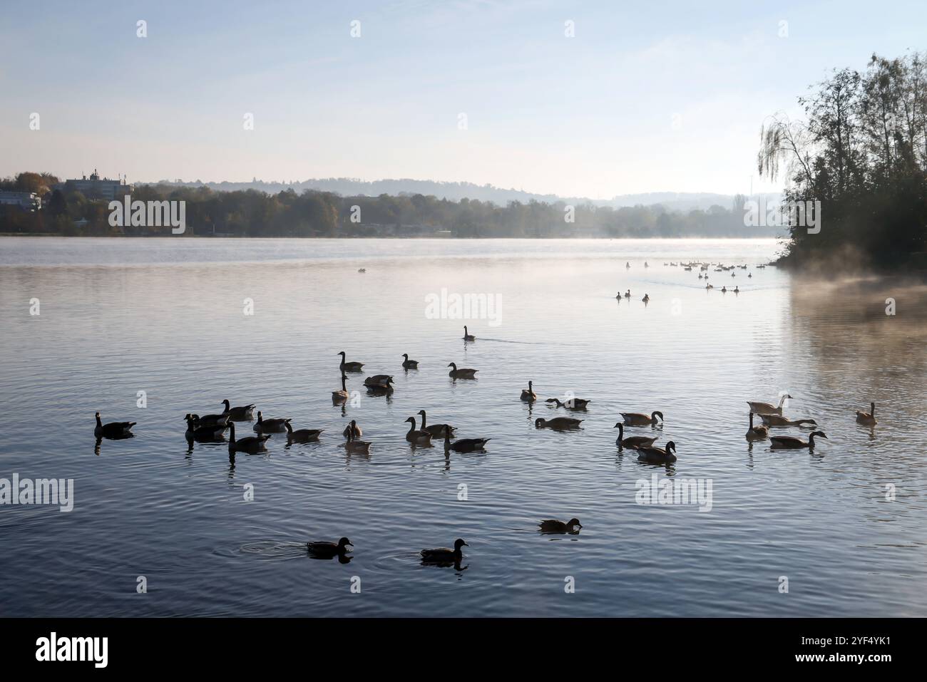 Essen, Rhénanie du Nord-Westphalie, Allemagne - automne sur le lac Baldeney. Oie et canards nagent dans la brume matinale sur le lac. Banque D'Images