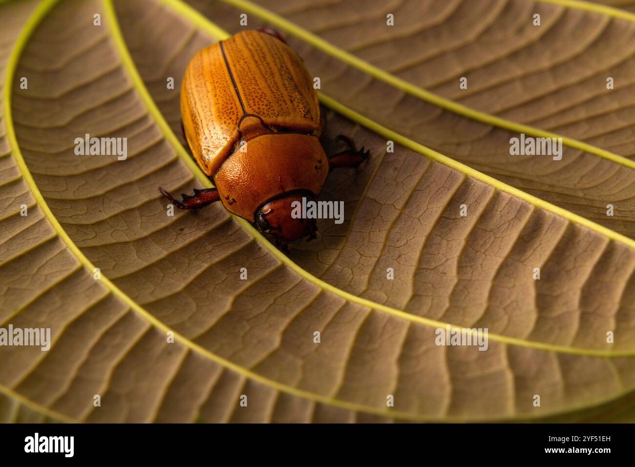 Goiania, Goias, Brésil – 2 novembre 2024 : un coléoptère sur une feuille avec des veines proéminentes. Banque D'Images