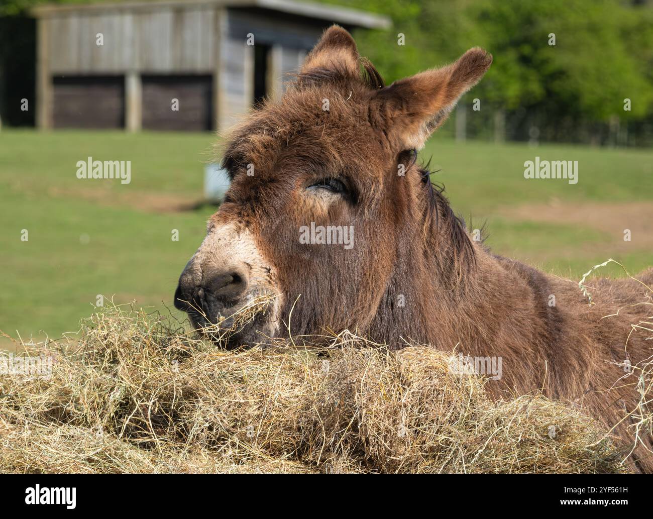 Un gros plan d'un âne marron mangeant du foin, derrière est un fond vert flou avec une stable dans la distance Banque D'Images