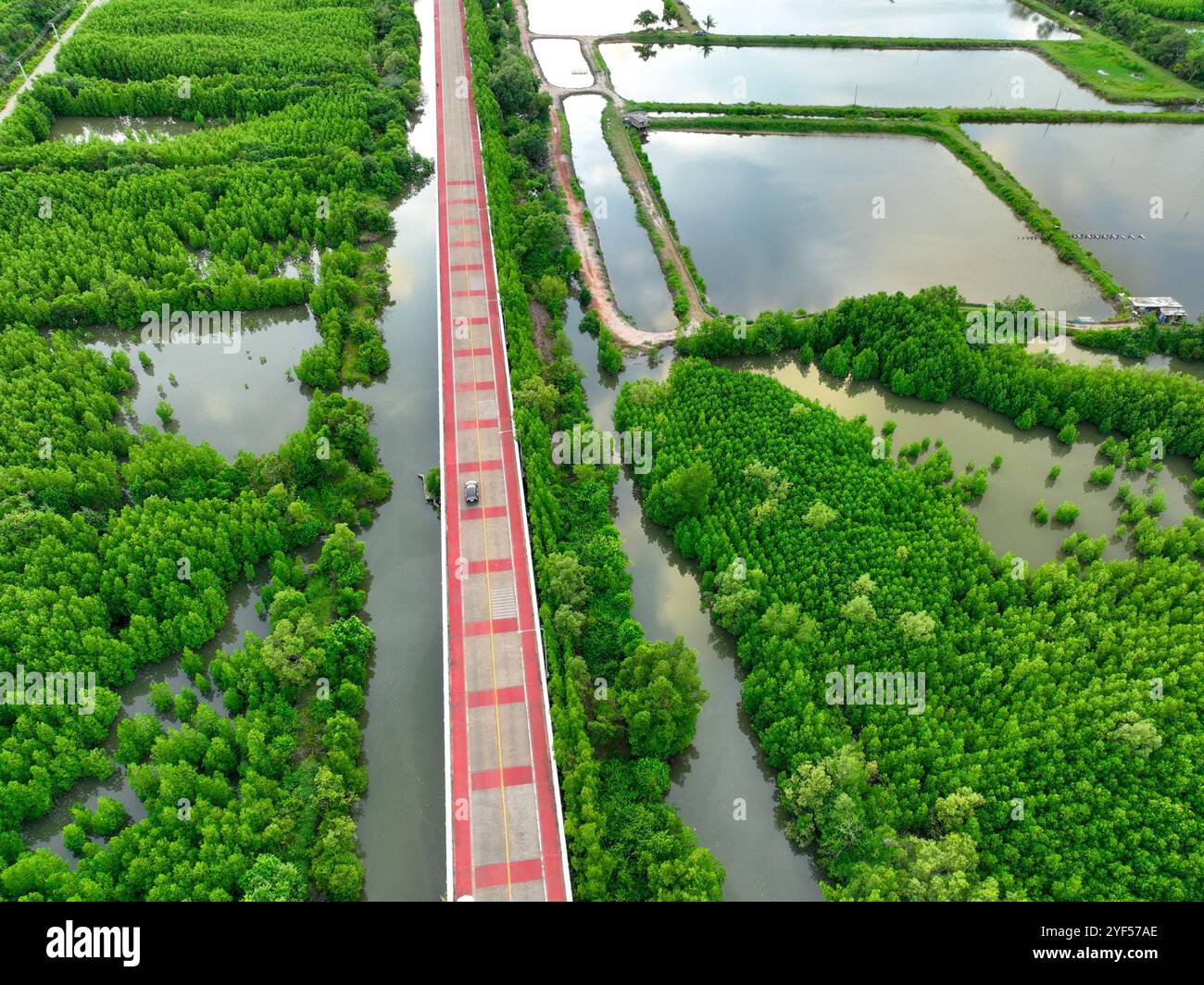 Vue aérienne par drone d'une route en béton traversant une forêt verdoyante de mangroves, des mangroves capturant le CO2 et servant de puits naturel de carbone Banque D'Images