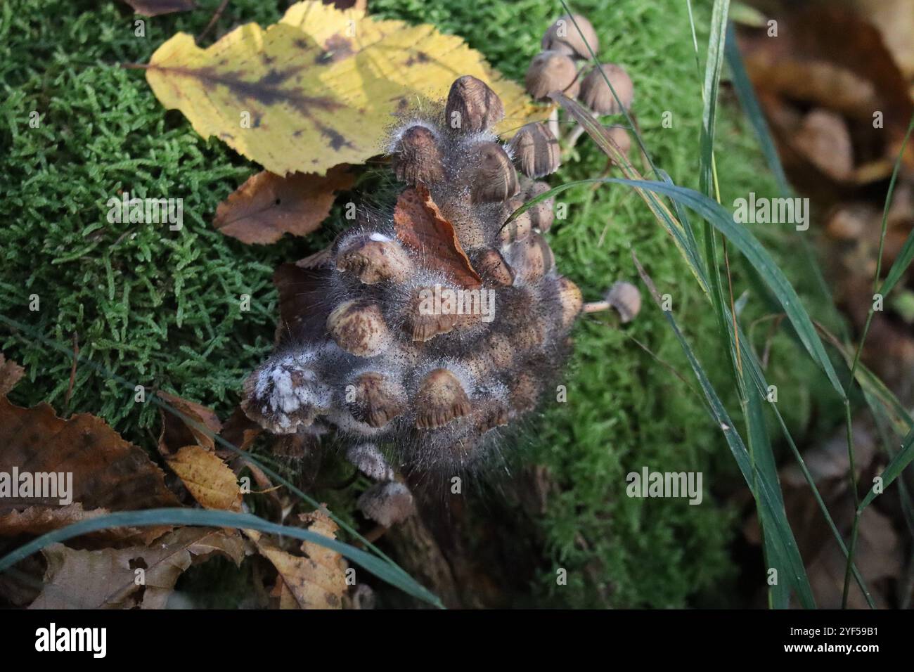 Champignons Bonnet fortement infestés de moisissure Bonnet Banque D'Images