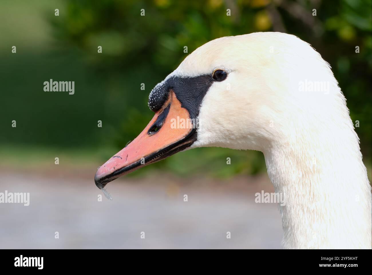 Portrait d'un cygne blanc. Oiseau couramment vu dans les lacs dans les grands parcs de loisirs. Banque D'Images