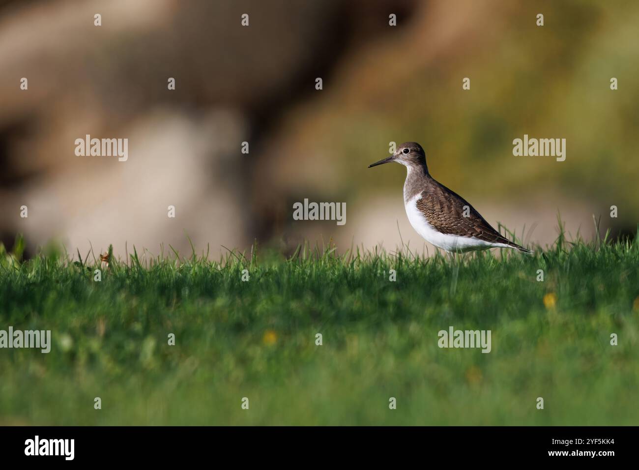 Sandpiper (Actitis hypoleucos), perché sur l'herbe Banque D'Images