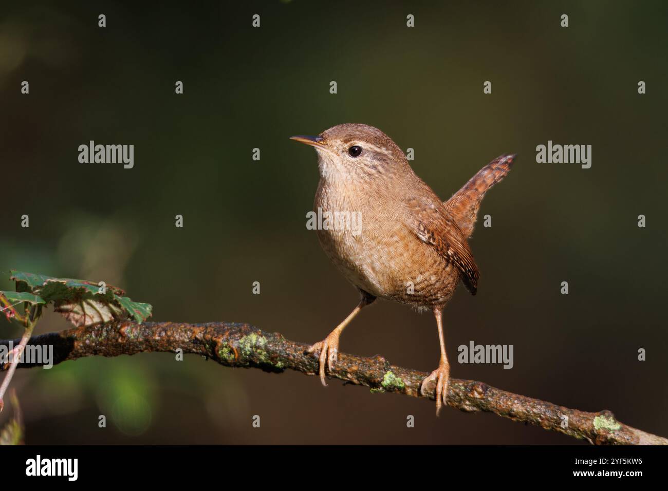 Wren, un petit oiseau qui habite les zones forestières, est un oiseau très actif. Nom scientifique Troglodytes Troglodytes Banque D'Images