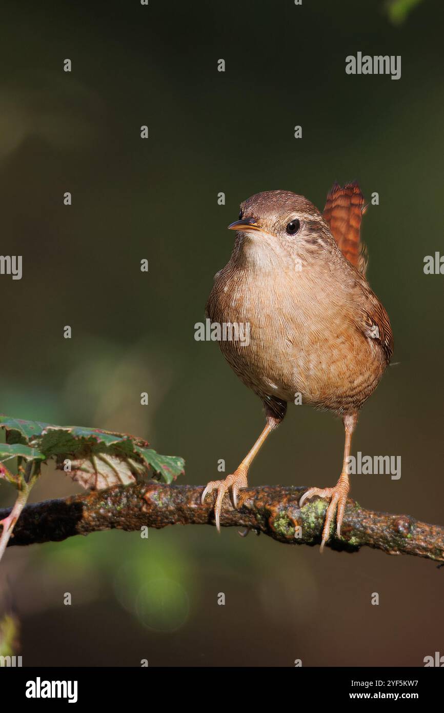 Wren, un petit oiseau qui habite les zones forestières, est un oiseau très actif. Nom scientifique Troglodytes Troglodytes Banque D'Images