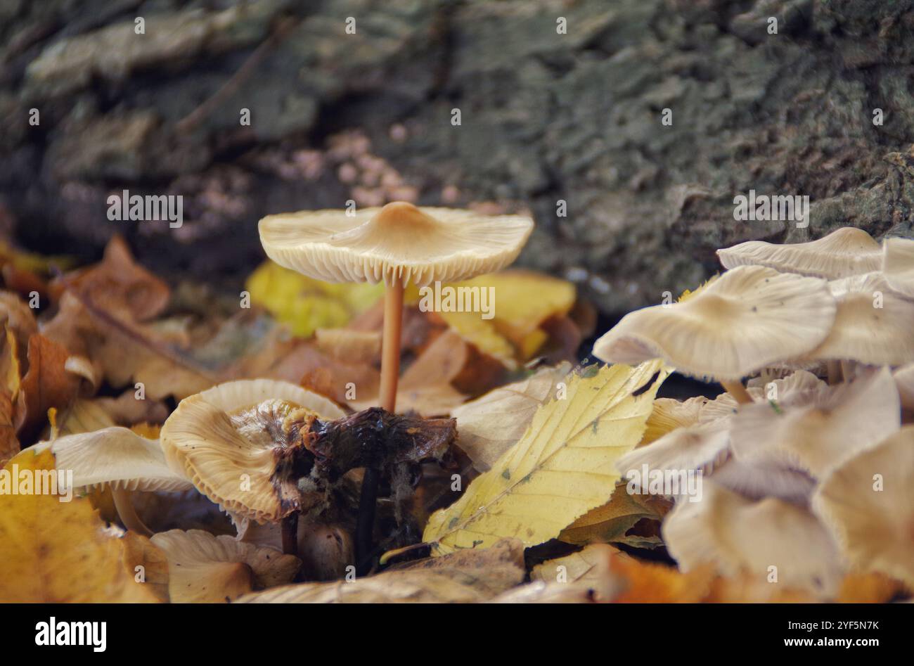 Champignons dans la nature. Nature et concept alimentaire Banque D'Images