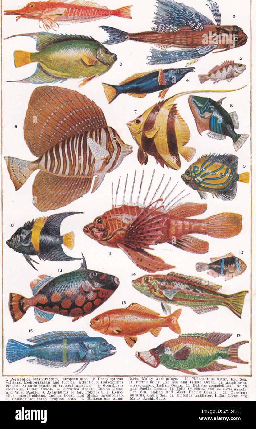 Illustration vintage de poissons, années 1930 Banque D'Images