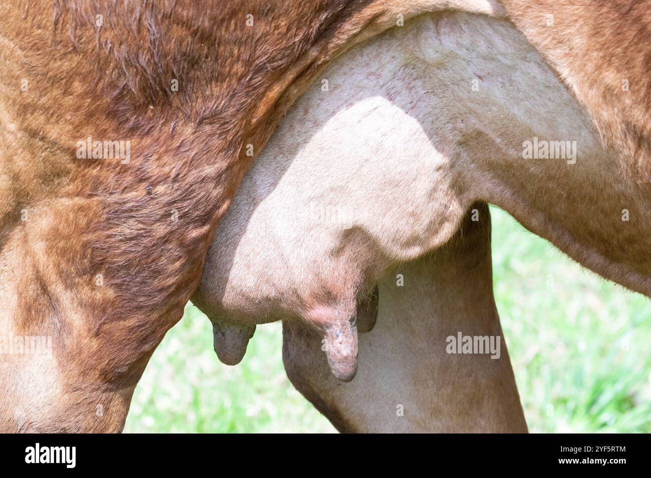 Gros plan sur le pis et les trayons d'une vache de bœuf en lactation dans un pâturage de ferme Banque D'Images