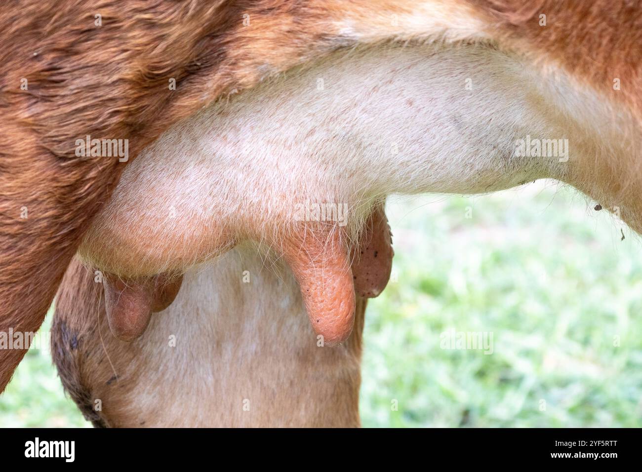 Gros plan sur le pis et les trayons d'une vache de bœuf en lactation dans un pâturage de ferme Banque D'Images
