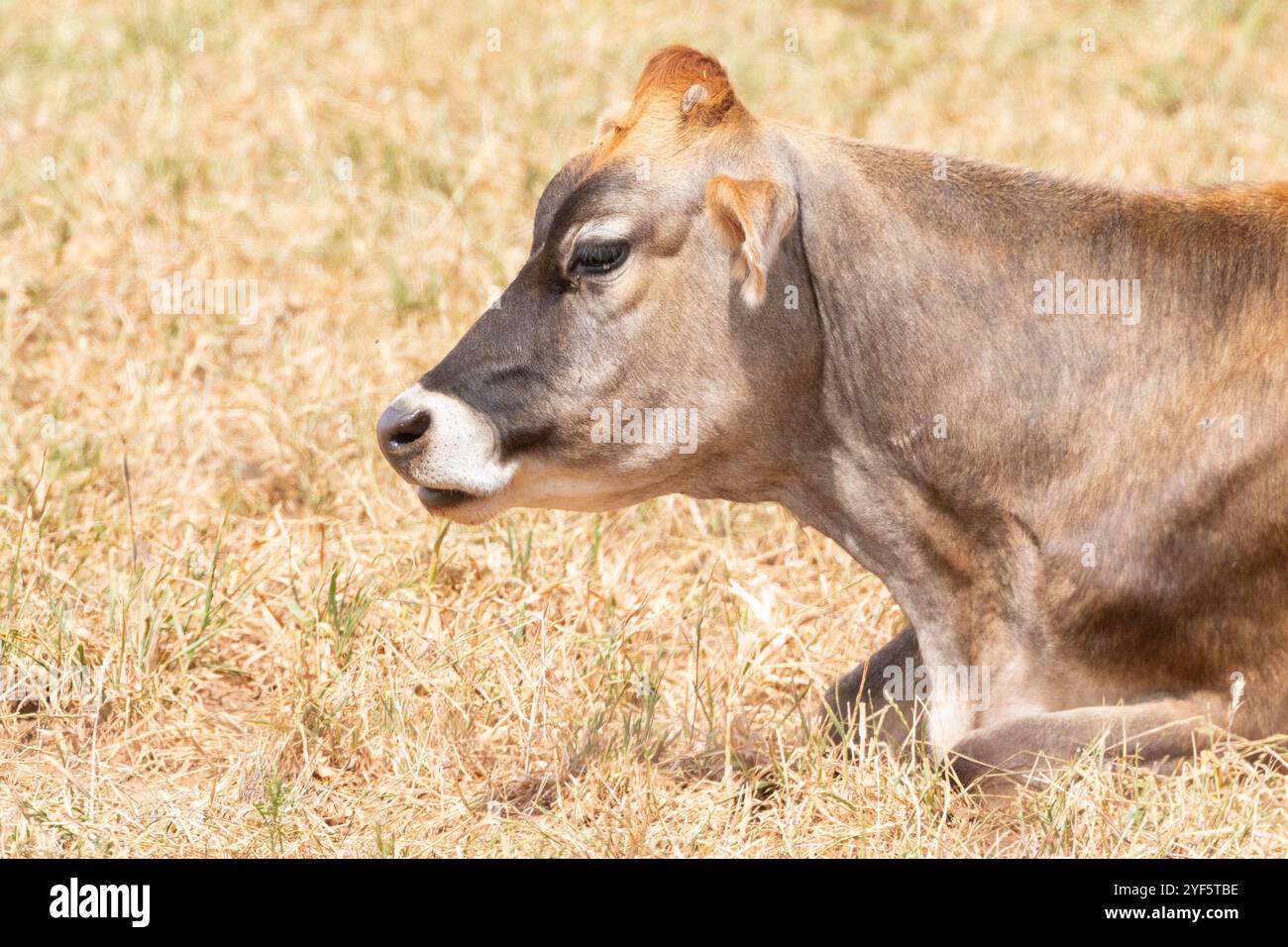 Gros plan d'une vache Jersey dans un pâturage agricole mâchant le cud, l'élevage laitier, la production laitière Banque D'Images