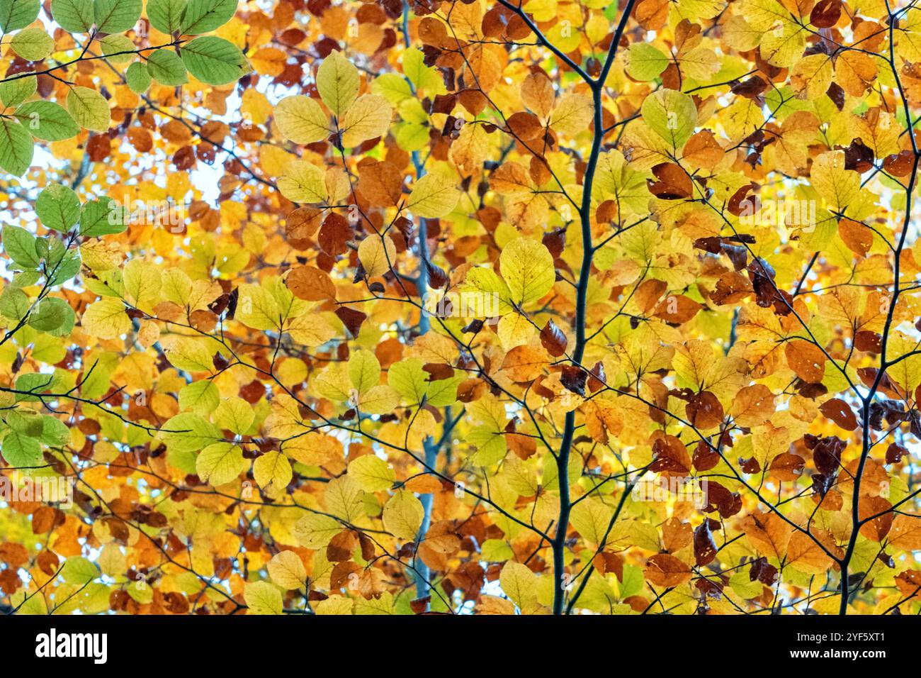 Vue rapprochée d'une branche de hêtre aux couleurs d'automne. Banque D'Images