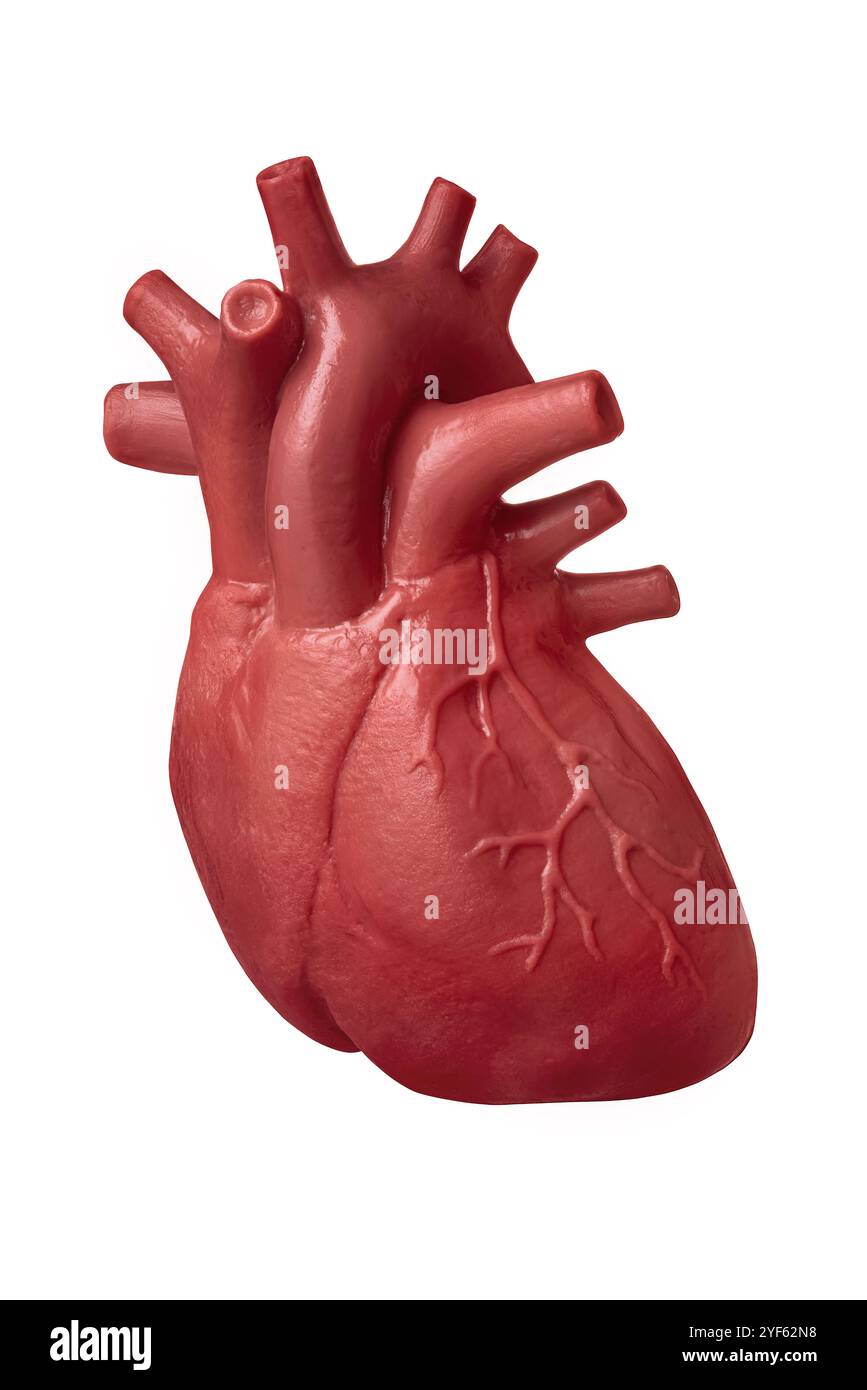 Modèle de cœur humain isolé sur fond blanc gros plan.Le concept de cardiologie, de soins de santé, de greffe d'organes humains Banque D'Images