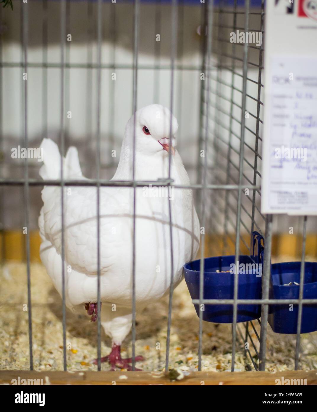 White King Pigeon sur une exposition d'animaux Banque D'Images