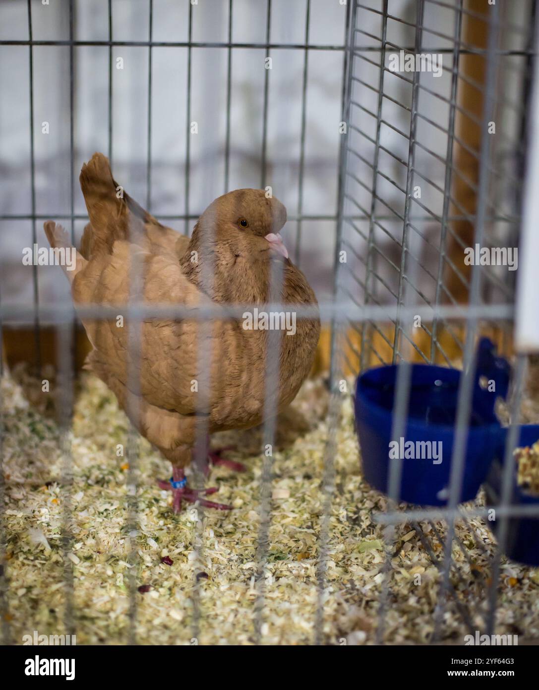 Red King Pigeon sur une exposition d'animaux Banque D'Images Red King Pigeon sur une exposition d'animaux Banque D'Images