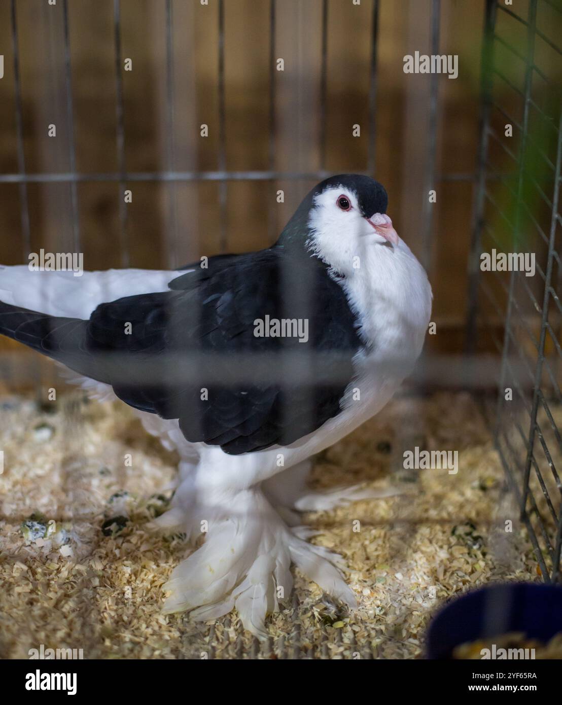 Noir blanc Lahore Pigeon sur une exposition d'animaux Banque D'Images Noir blanc Lahore Pigeon sur une exposition d'animaux Banque D'Images