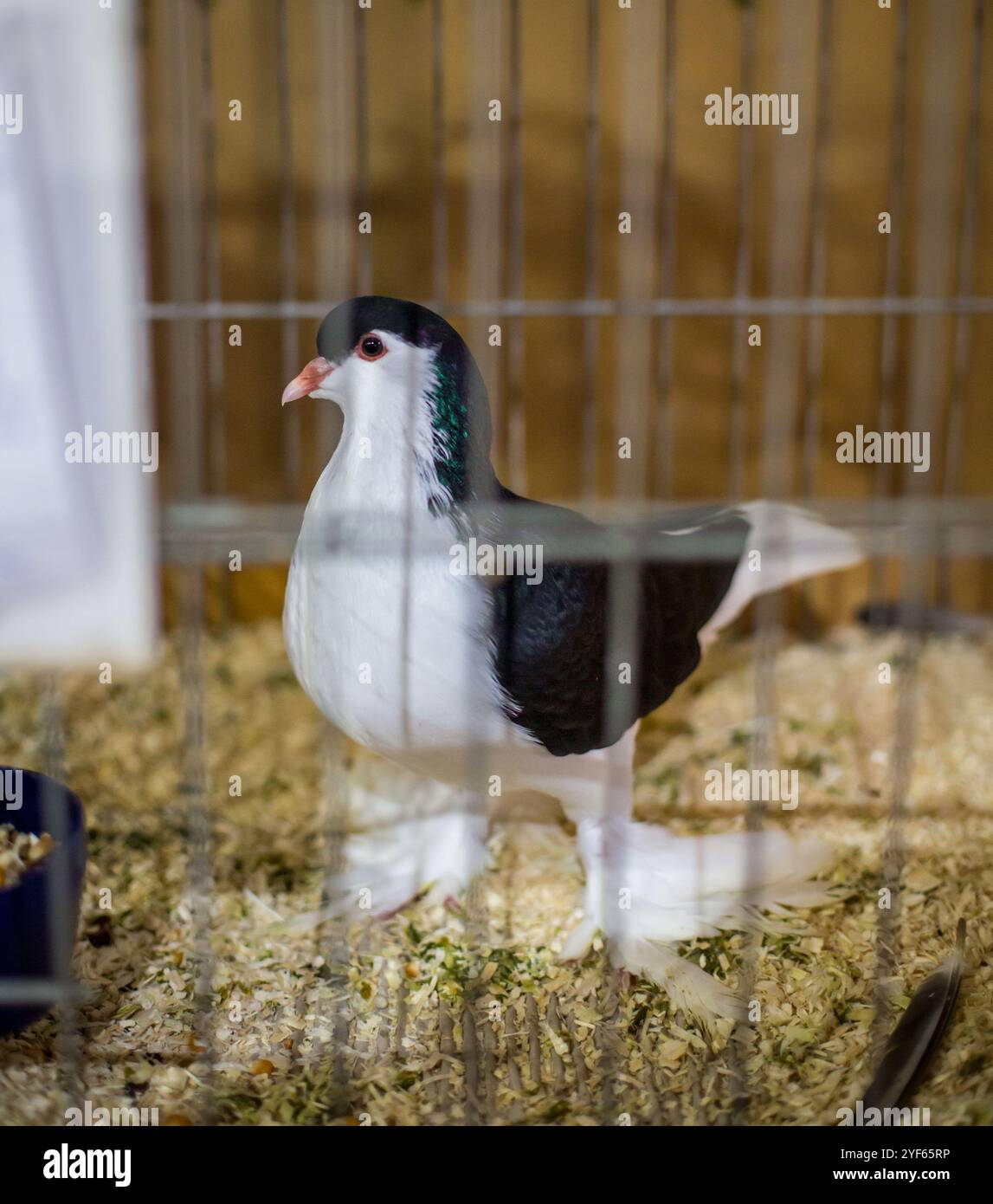Noir blanc Lahore Pigeon sur une exposition d'animaux Banque D'Images Noir blanc Lahore Pigeon sur une exposition d'animaux Banque D'Images