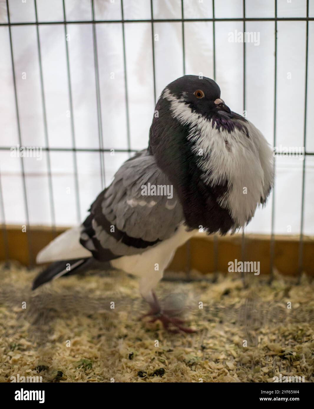 Norwich Cropper Pigeon sur une exposition d'animaux Banque D'Images