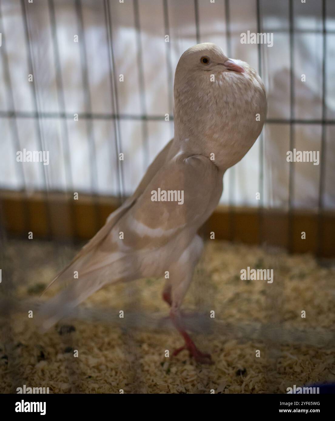 Brunner Cropper Pigeon sur une exposition d'animaux Banque D'Images Brunner Cropper Pigeon sur une exposition d'animaux Banque D'Images