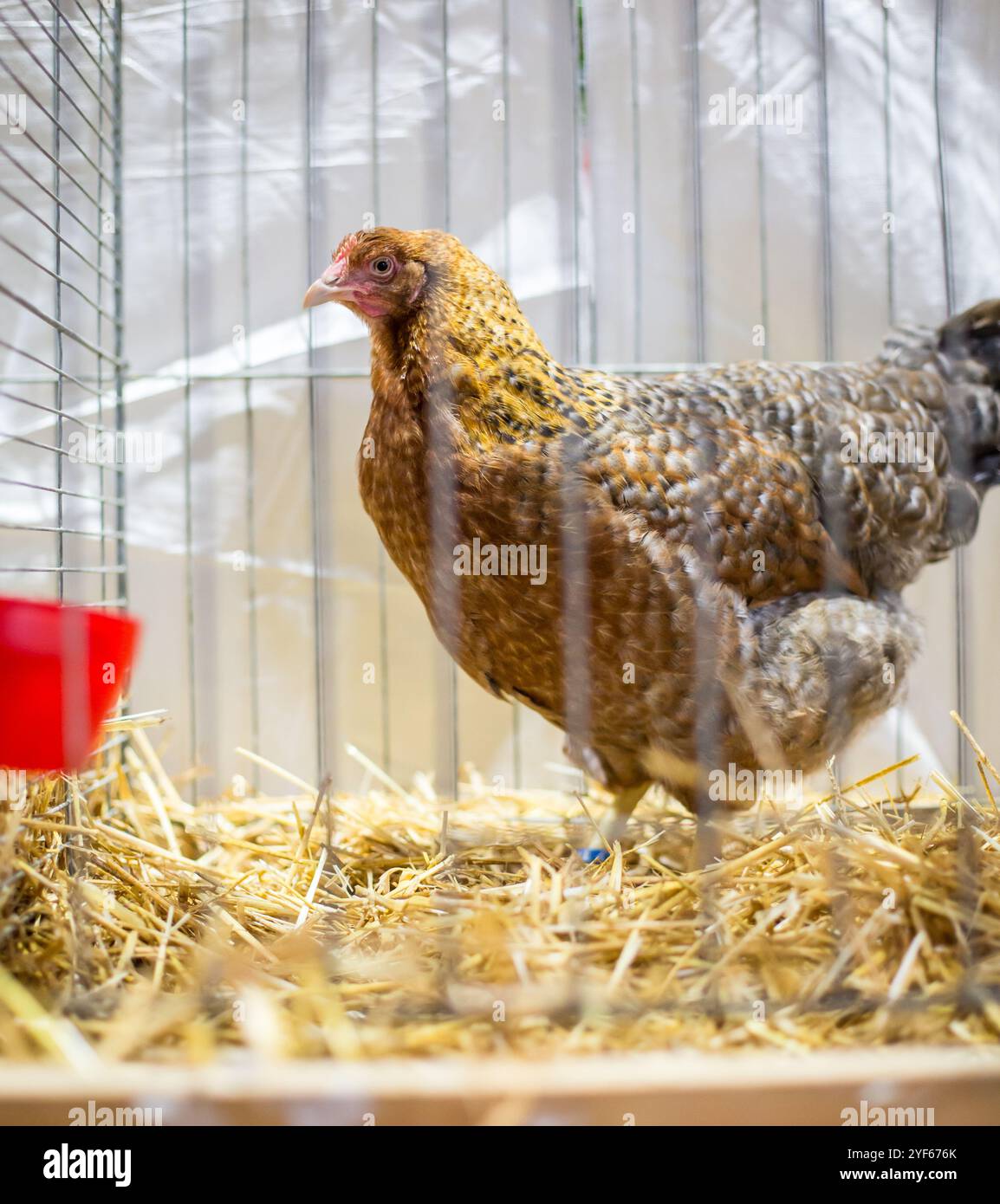 Bielefelder Kennhuhn poule sur une exposition animale Banque D'Images