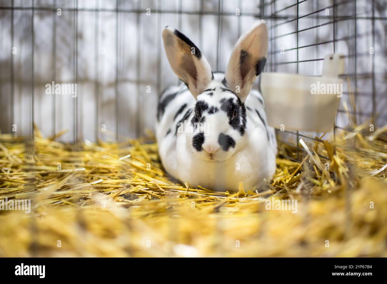 Mini lapin Dalmatien Rex sur une exposition d'animaux Banque D'Images