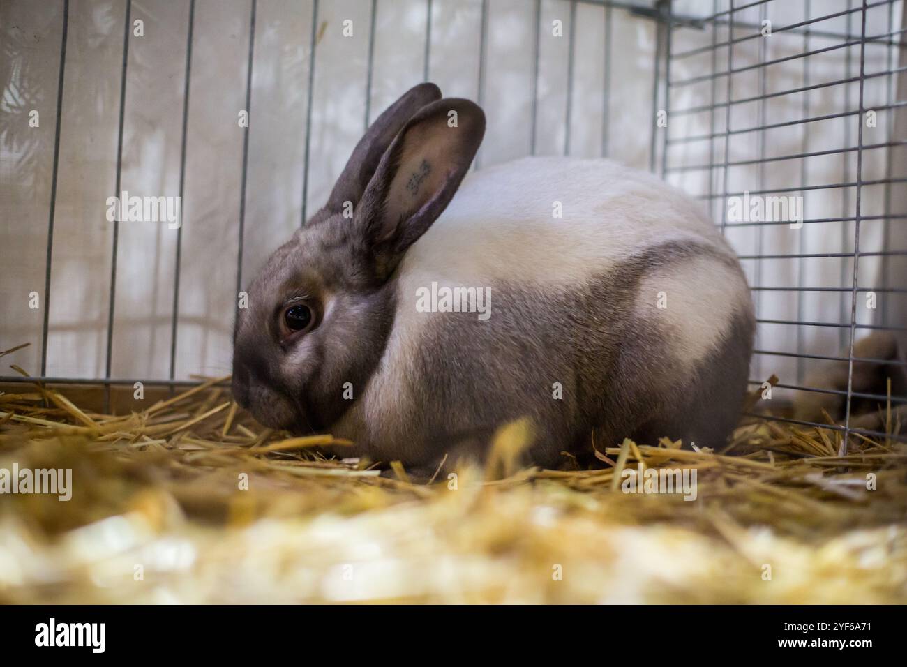 Sallander Rex Rabbit sur une exposition d'animaux Banque D'Images