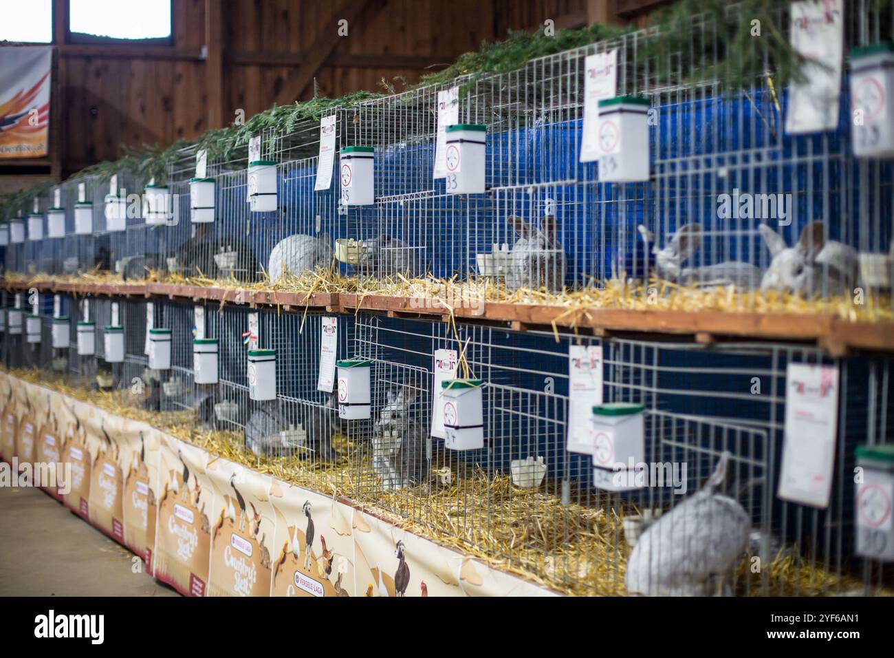 Lapins sur une exposition d'animaux Banque D'Images