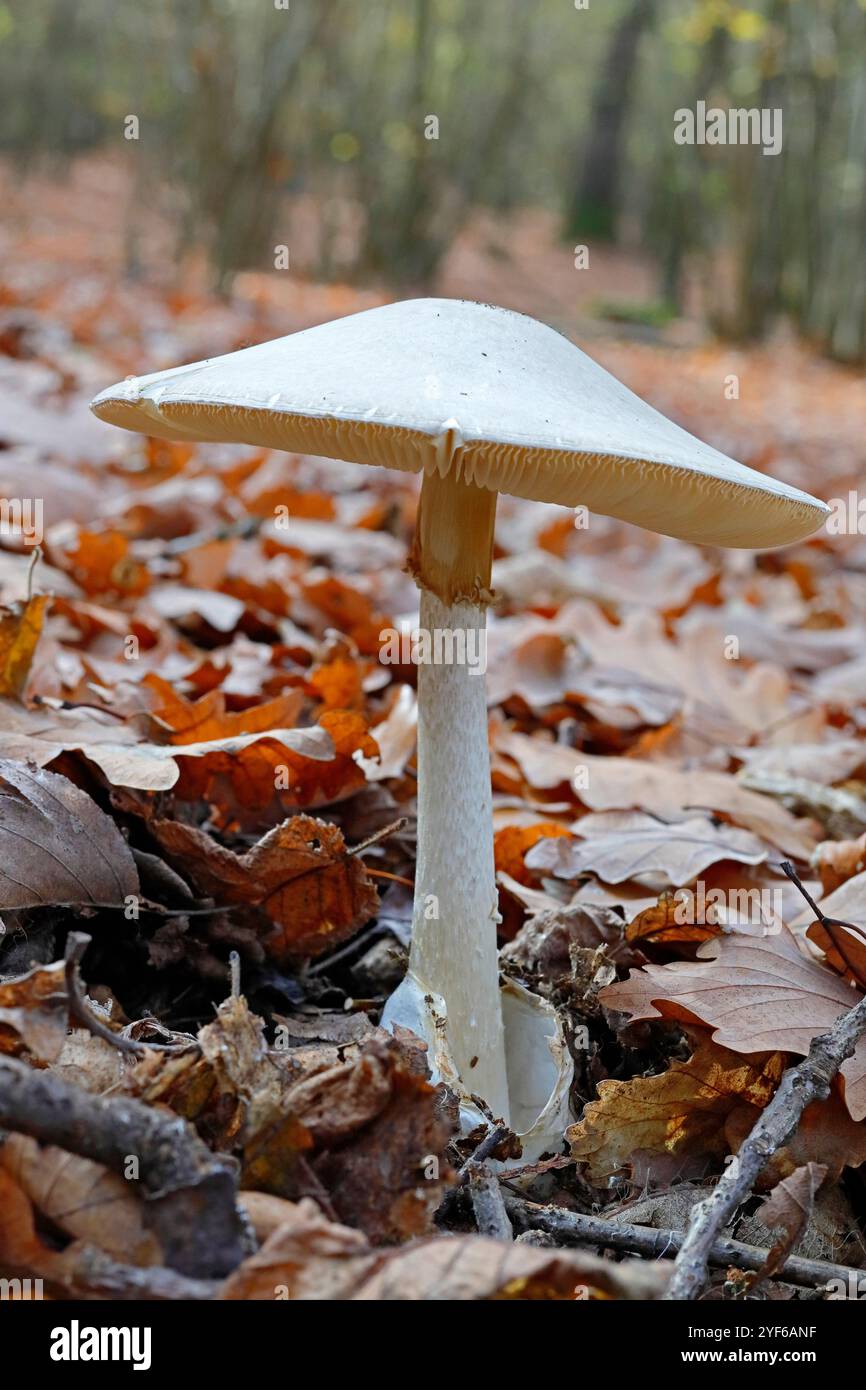 Un champignon de chapeau de mort blanc à brunâtre, très toxique Banque D'Images