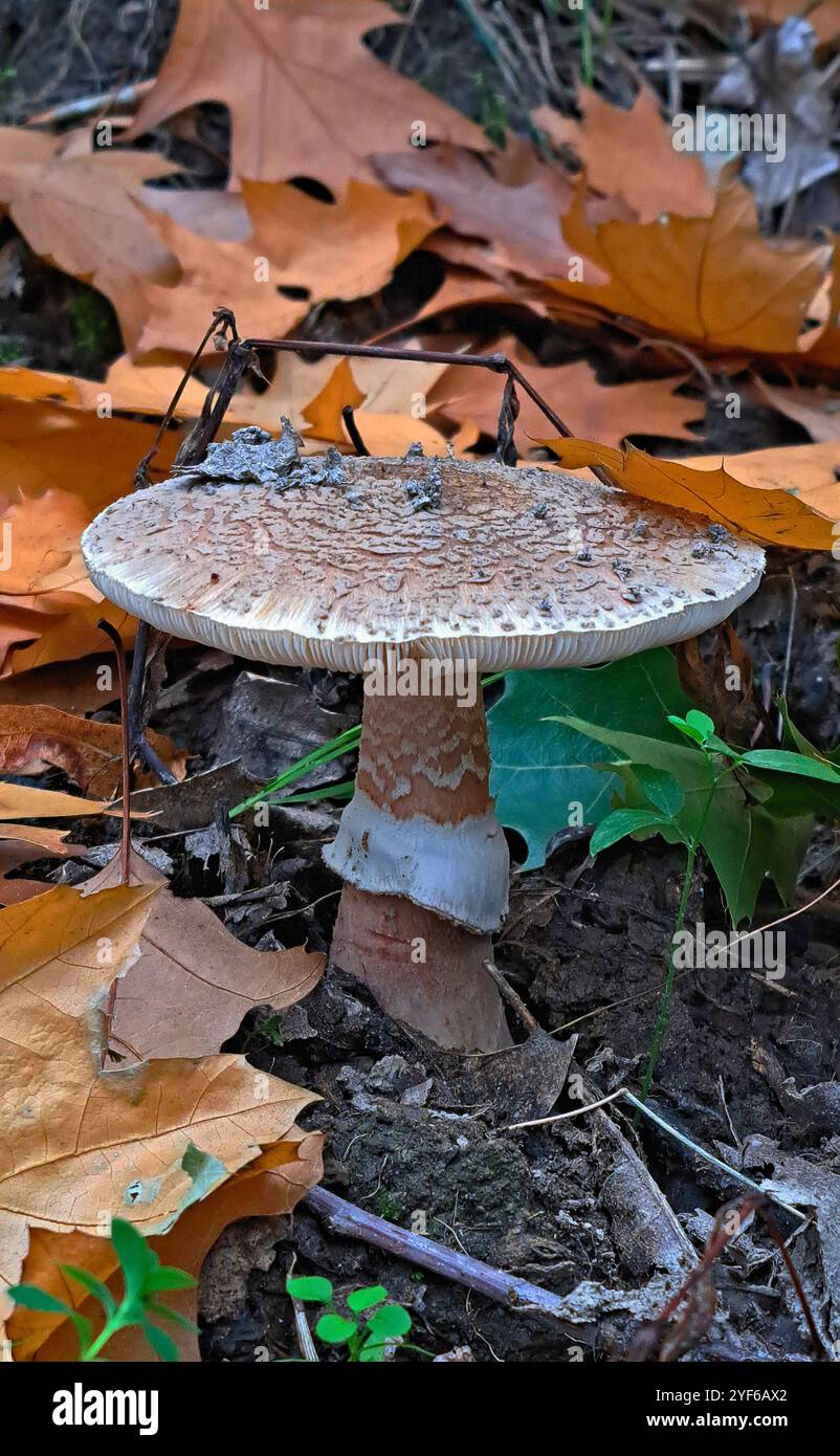 Un champignon perlé dans la forêt de feuillus basse-Autriche Banque D'Images