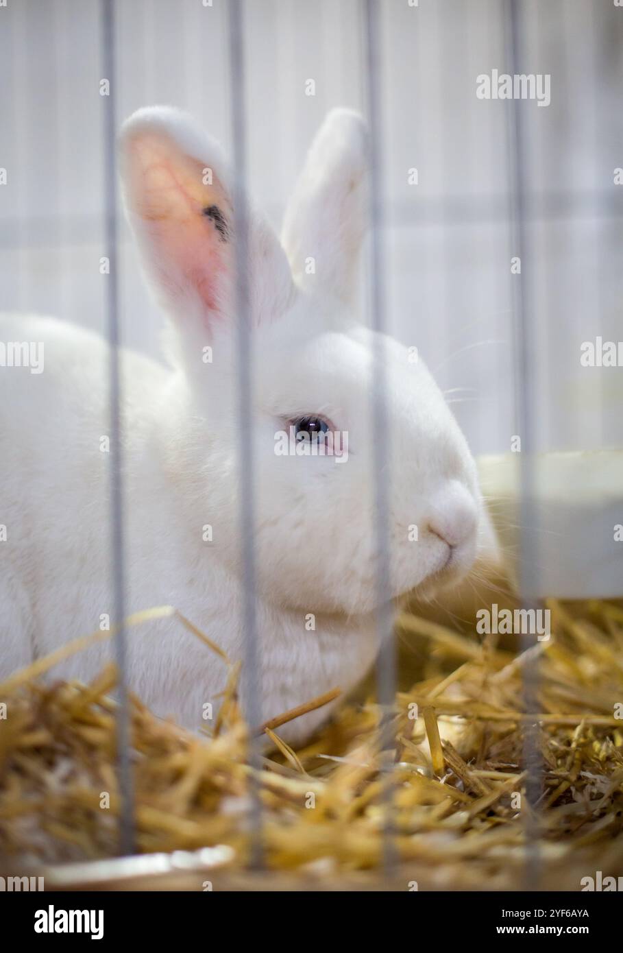 Lapin blanc de Vienne sur une exposition d'animaux Banque D'Images