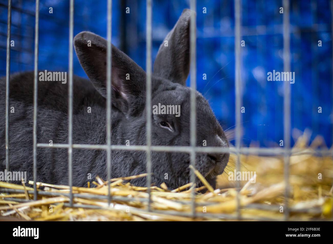 Lapin bleu de Vienne (Blaues Wienerkaninchen) sur une exposition animalière Banque D'Images