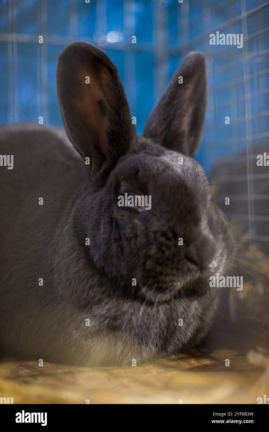 Lapin bleu de Vienne (Blaues Wienerkaninchen) sur une exposition animalière Banque D'Images