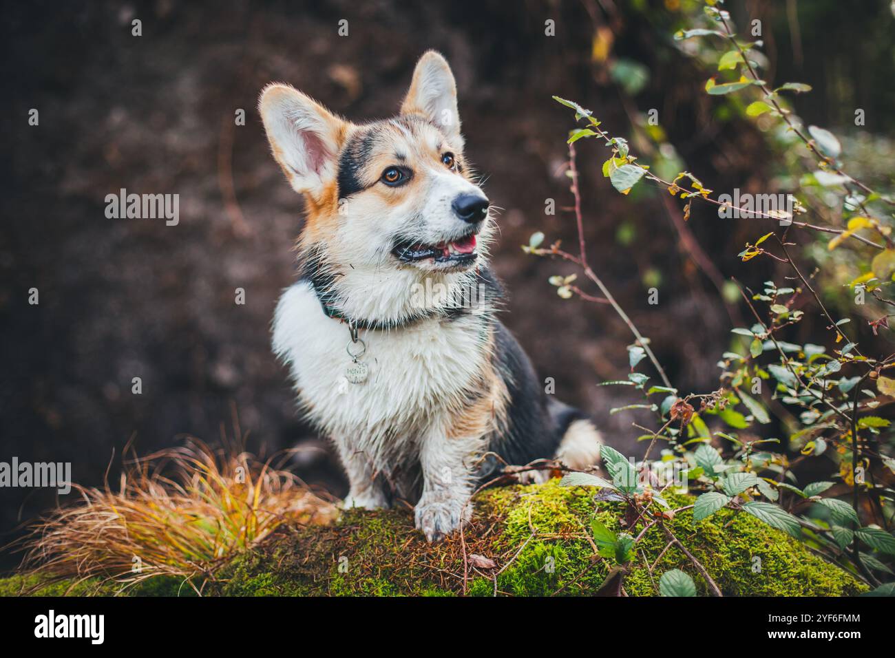 Welsh Corgi Pembroke Banque D'Images