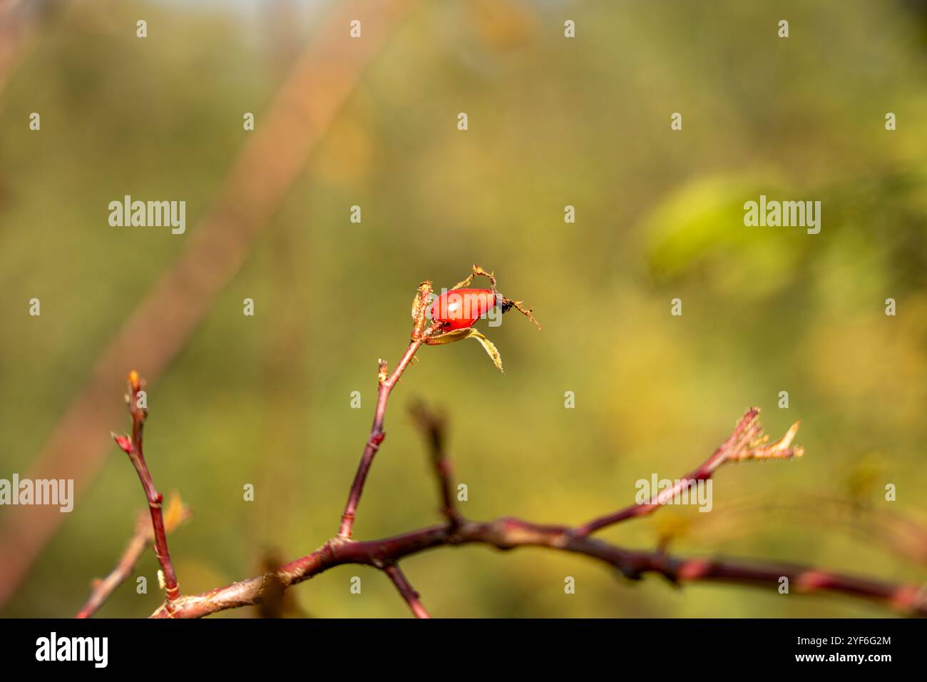 Il y a une baie rouge sur la branche. Branche verte avec des feuilles. Rosehip rouge. Banque D'Images