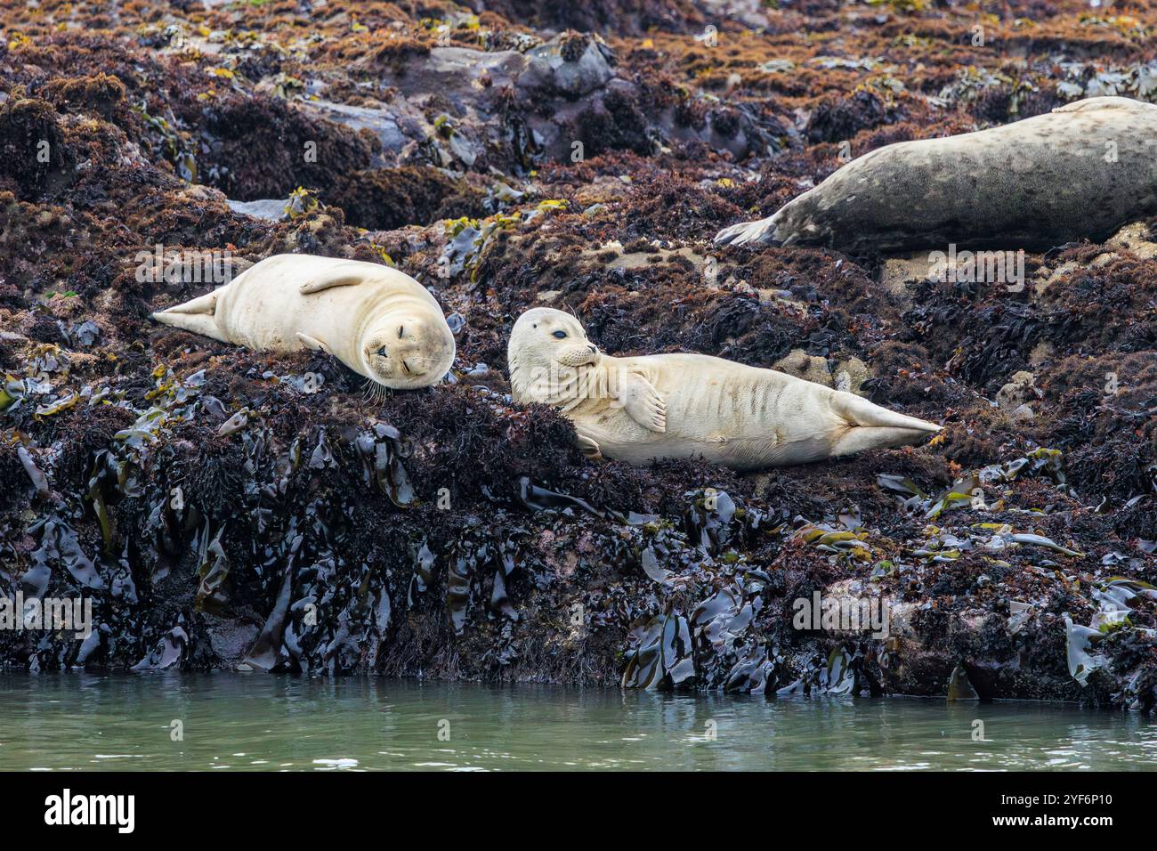 Deux petits phoques du port se relaxant sur un rivage rocheux du nord de la Californie. Banque D'Images