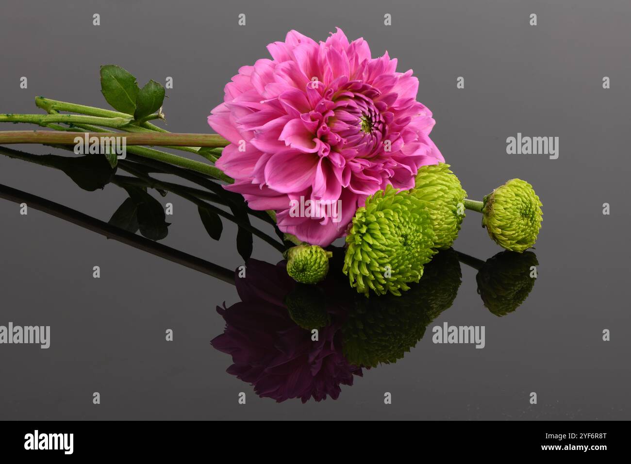 Fleurs de chrysanthème rose concept de bouquet floral d'automne. Papier peint chrysanthème, chrysanthèmes en automne. Banque D'Images