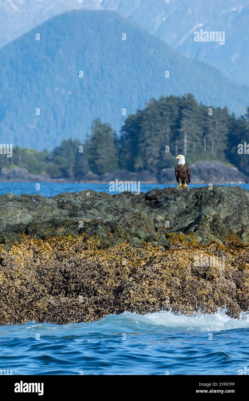 Alaska, Sitka. Aigle à tête blanche (Haliaeetus leucocephalus) sur une petite île rocheuse. Banque D'Images