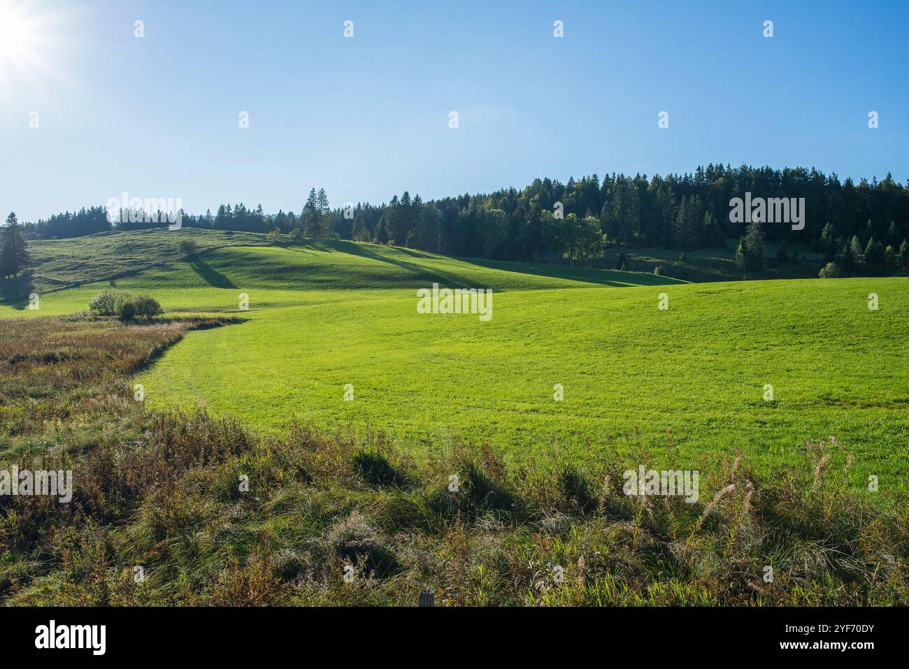 Paysage de la Vallée de Joux, prairie et forêt d'épinettes Banque D'Images