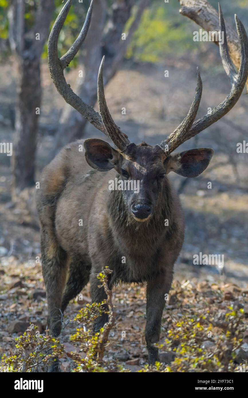 Portrait de cerf sambar dans le parc national de Ranthambore Rajasthan Banque D'Images