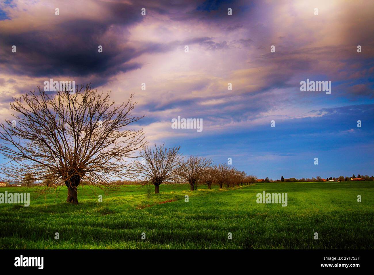 Ciel spectaculaire au-dessus d'une rangée de mûriers dans un champ agricole, San Giuliano Nuovo, Alessandria, Piémont, Italie Banque D'Images