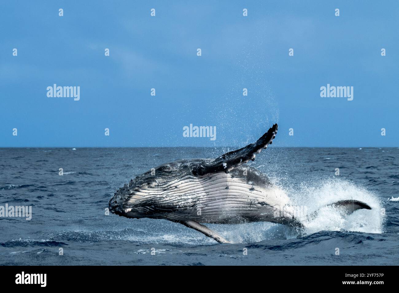 Baleine à bosse (Megaptera novaeangliae) pénétrant à la surface de l'océan Pacifique, Vava'u, Tonga Banque D'Images