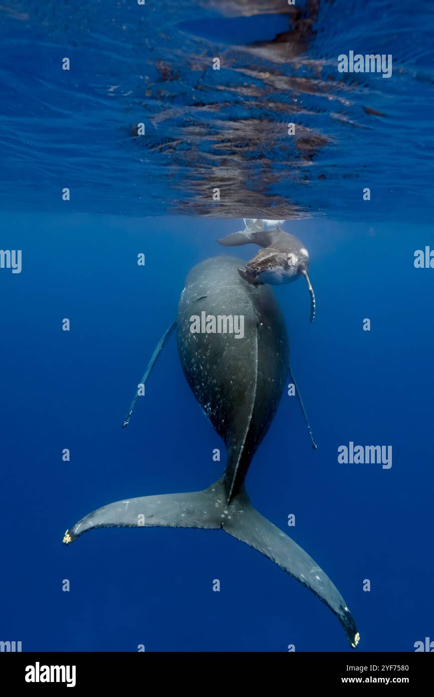 Baleine à bosse (Megaptera novaeangliae) nageant sous l'eau avec son veau, Vava'u, Tonga Banque D'Images